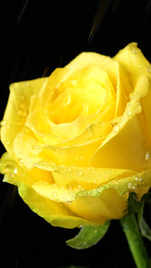 黄玫瑰浪漫鲜花黄色玫瑰花18秒视频