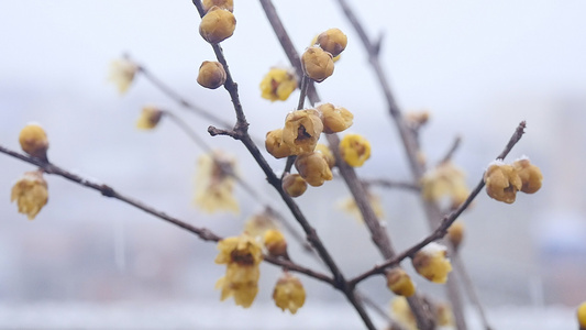 风雪中盛开的腊梅视频