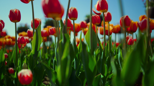 与新鲜的绿草和盛开的郁金香的花田视频
