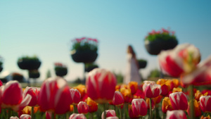 美丽的花园在春天与女人剪影13秒视频