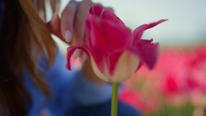特写粉色郁金香花和未知的女人脸在户外花卉背景8秒视频