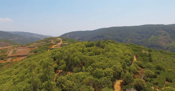 4k高清大面积山地杨梅种植园航拍视频