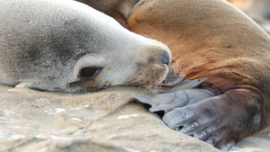 可爱的幼崽可爱的海狮小狗和妈妈有趣的懒惰海豹海洋海滩20秒视频