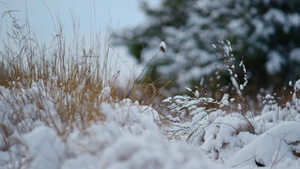 干草伸出雪毯冬天天气13秒视频