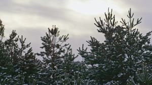 云杉在灰色的冬天天空背景特写上覆盖着雪13秒视频