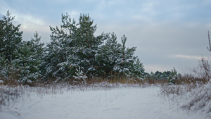 白雪覆盖的森林空地在多云的灰色天空前有绿色茂盛的云杉15秒视频