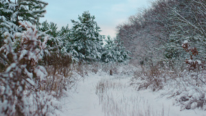 冬天风景结冰的森林灰色的天空下有冷杉树13秒视频