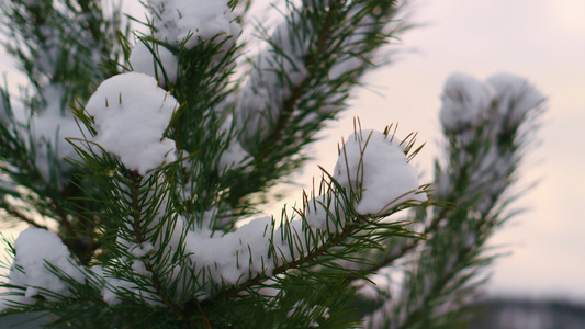 雪覆盖的冷杉针叶在冬天的风中摇曳视频