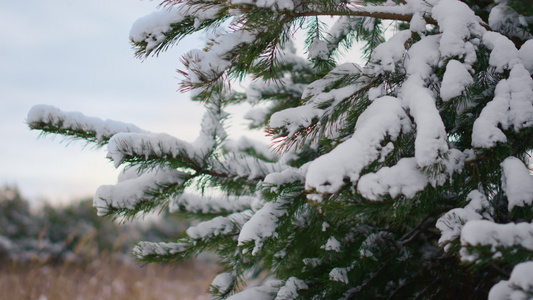 雪云杉树针在冬天的天气视频