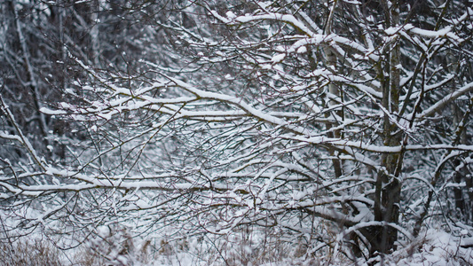 冬季森林中覆盖着光秃秃的树木的雪了视频