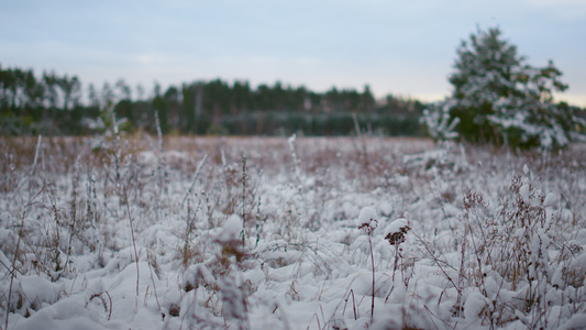 草坪在前面冬天森林覆盖了白雪视频