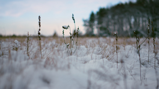 干草粘附在冬季森林背景上的雪视频