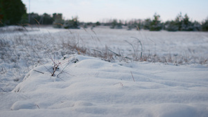 寒冷冬季天气下干草的冻雪林草甸特写16秒视频