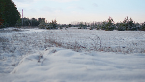 雪覆盖草甸地面与干燥植被12秒视频