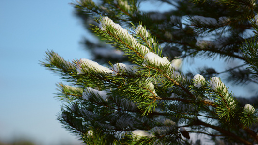 美丽的雪云杉树枝在寒冷的蓝天冬季前视频