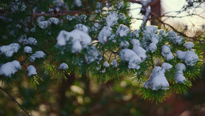 绿色的积雪云杉树枝在风中摇曳8秒视频