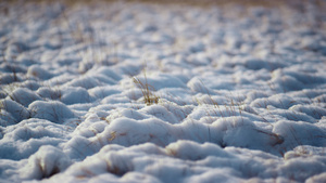 雪域干草寒冷的冬日11秒视频