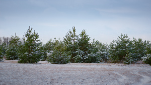 站立在前面蓝天的冬天风景多雪的云杉11秒视频