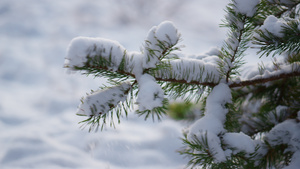白雪皑皑的松枝在寒风中摇曳层层白雪紧贴13秒视频