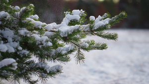 冻结的云杉树枝抖落蓬松的雪22秒视频