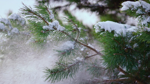 云杉枝抖落白雪11秒视频