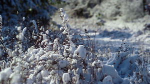 白雪覆盖在结冰的田野上的干草上7秒视频