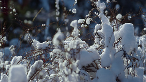 特写镜头积雪的植被在冬天阳光下11秒视频