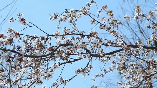 梨花盛开春天花开花花瓣梨花梨花开视频