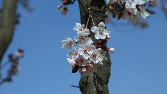 梨花盛开春天花开花花瓣梨花梨花开视频