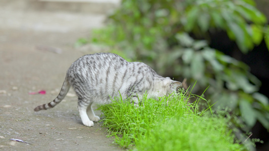 4k路边吃猫草的小猫咪视频