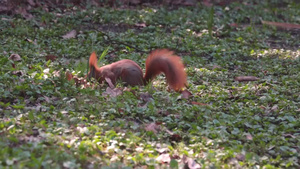 一只松鼠坐在草地上吃东西10秒视频