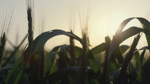 平静的景色在日落时成熟的小麦小穗16秒视频