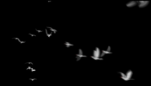飞翔的白鸽透明通道背景视频视频