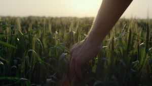 农业手运行小麦耳朵13秒视频