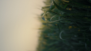 垂直视图绿地与未成熟的小麦小穗在日出13秒视频