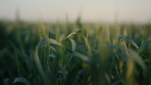 绿色小麦小穗生长特写16秒视频