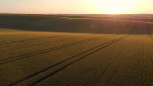 空中无人驾驶飞机在日出时看到小麦作物的滚动山丘11秒视频