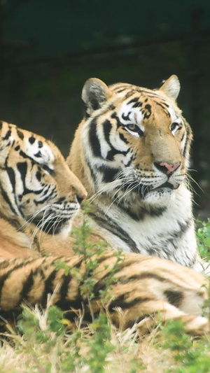 老虎大型野生动物13秒视频