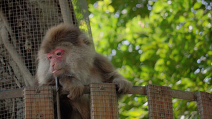 4K实拍动物猴子视频素材38秒视频