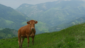 在山中放牧的牛27秒视频