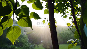 阳光穿过树叶4秒视频