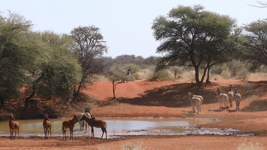 水坑中的斑马和是羚羊视频
