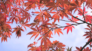 4K实拍秋天风景枫叶变红红枫树叶14秒视频