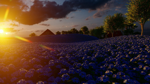 在日落时有蓝黄花朵的田野26秒视频