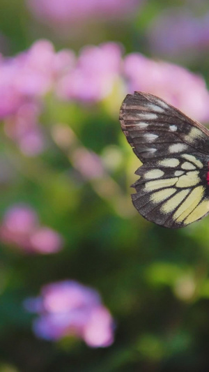 粉紫色花朵蝴蝶采蜜放风筝32秒视频