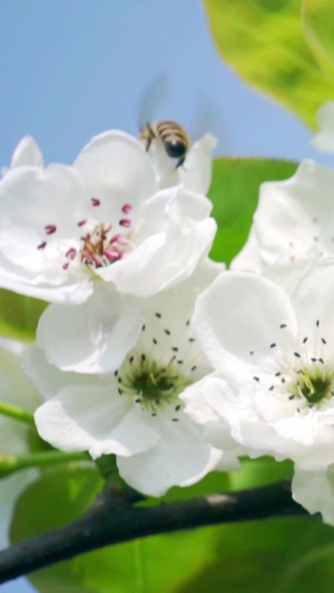 实拍春天枝头上在梨花上采蜜的蜜蜂视频素材38秒视频