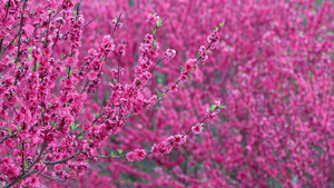 4k春天盛开的樱花桃花花朵上意境风景空镜实拍20秒视频