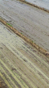 航拍俯拍作业中的插秧机现代农业视频