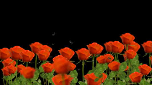 透明通道玫瑰花丛视频素材视频