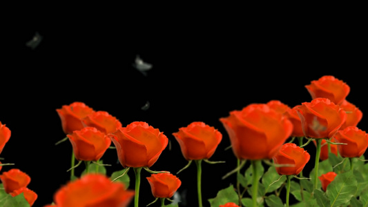 透明通道玫瑰花穿梭视频素材视频